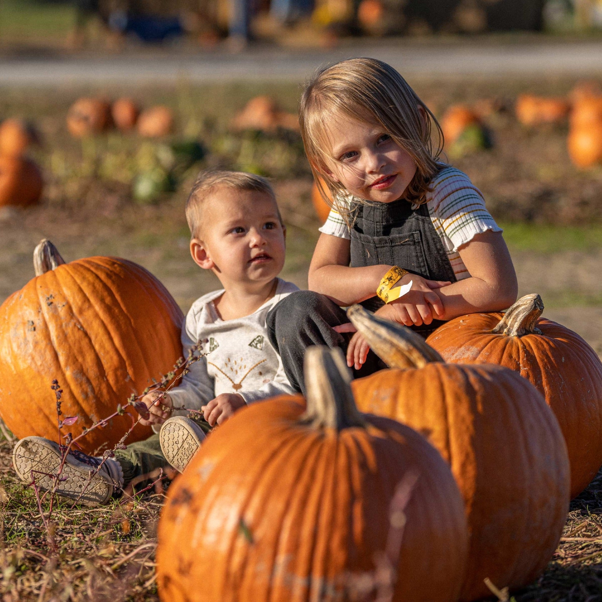 pumpkin-kids-squarejpg_xziu.jpg